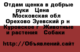 Отдам щенка в добрые руки › Цена ­ 1 - Московская обл., Орехово-Зуевский р-н, Куровское г. Животные и растения » Собаки   